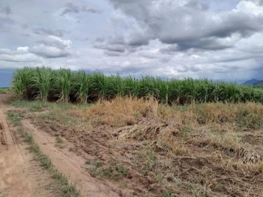 Rural dirt road adjacent to a sugarcane field with cloudy sky