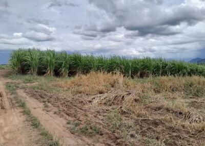 Rural dirt road adjacent to a sugarcane field with cloudy sky
