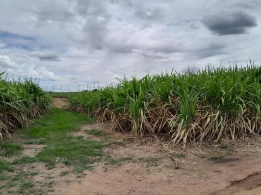 Rural landscape with sugarcane fields and cloudy skies