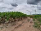 Rural landscape with dirt road and sugarcane field under cloudy sky