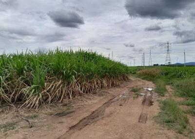 Rural landscape with dirt road and sugarcane field under cloudy sky