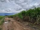 Dirt path through a sugarcane field with cloudy sky