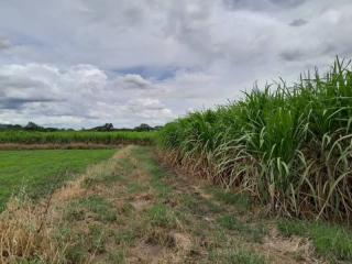Expansive outdoor agricultural land with sugarcane crop