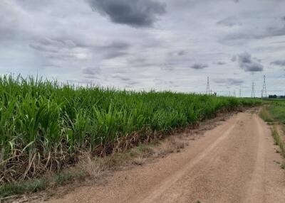 Rural dirt road adjacent to lush green fields under a cloudy sky