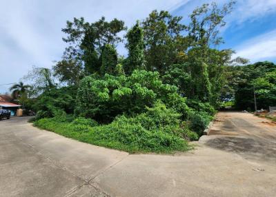 Lush greenery surrounding a concrete driveway in a residential area