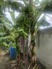 Lush garden with banana trees