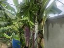 Lush garden with banana trees