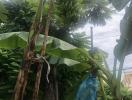 Banana tree with unripe bananas seen behind a wall with lush greenery in the background