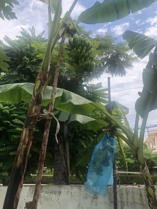 Banana tree with unripe bananas seen behind a wall with lush greenery in the background