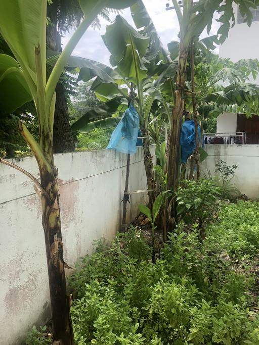 Verdant garden with banana trees and a variety of lush greenery