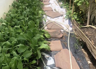 Green leafy plants growing in a home garden