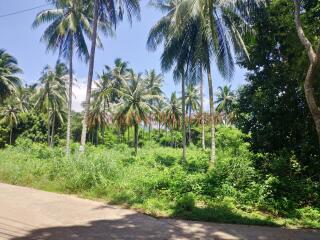 Big Land near Sea for Sale - South West Coast, Koh Chang