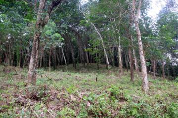 4 Rai Land on Hillside with Sea View for Sale - North East Coast, Koh Chang