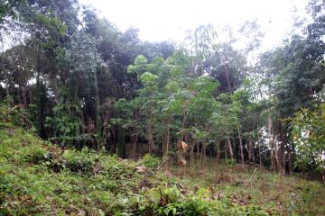 4 Rai Land on Hillside with Sea View for Sale - North East Coast, Koh Chang