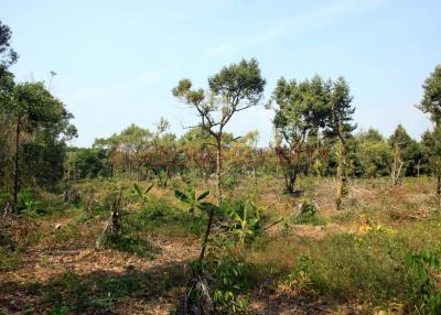 8 Rai Farming Land on Main Road for Sale - North East Coast, Koh Chang