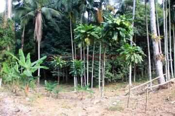 2 piece of 2 Rai Land for Sale near Main Road - North East Coast, Koh Chang