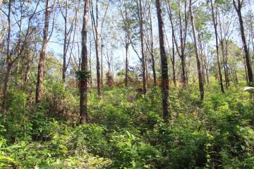 8 Rai Land Sea View for Sale - North East Coast, Koh Chang