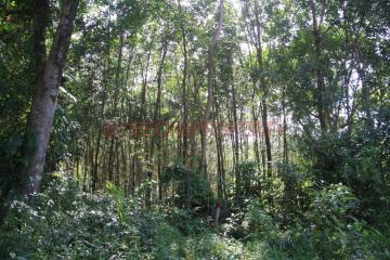 Many Land from 2 Rai+ for Sale - North East Coast, Koh Chang