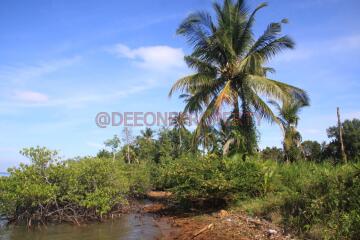 Many Land from 2 Rai+ for Sale - North East Coast, Koh Chang