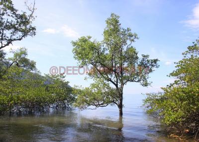 Many Land from 2 Rai+ for Sale - North East Coast, Koh Chang