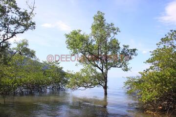 Many Land from 2 Rai+ for Sale - North East Coast, Koh Chang