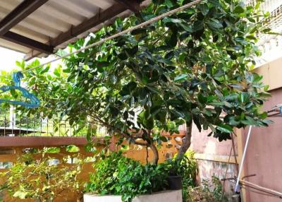 Potted Plant in an Outdoor Patio Area