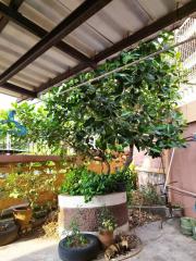 Potted Plant in an Outdoor Patio Area