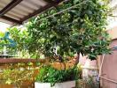 Potted Plant in an Outdoor Patio Area