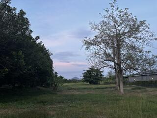 Rural landscape with trees and open grassy area at twilight