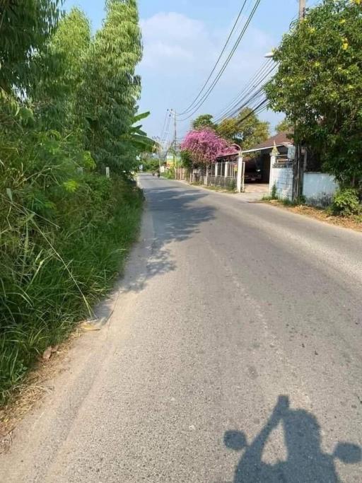 Paved street with foliage and power lines in a residential area