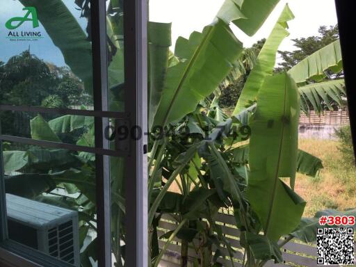 View of green foliage through a window, potentially from a residential property