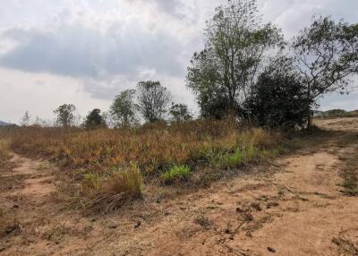 Vacant land plot with grass and scattered trees under the open sky