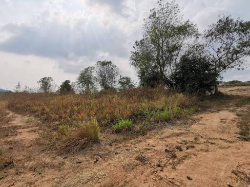 Vacant land plot with grass and scattered trees under the open sky
