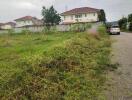 Overgrown grass plot in front of a residential property