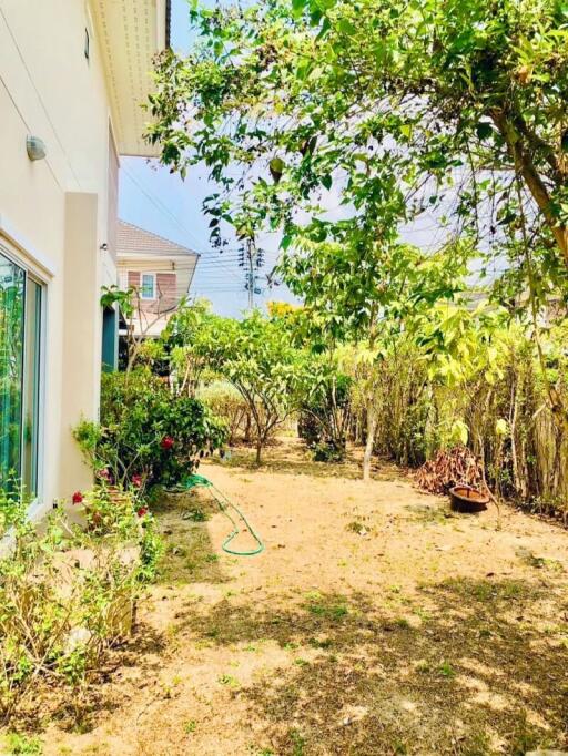 Sunny backyard garden with greenery and open space