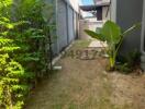 Narrow side yard with greenery and a pathway between fences