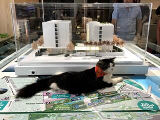 Cat lounging on table with building model