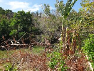 Tropical overgrown lot with fallen trees and dense vegetation