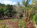 Tropical overgrown lot with fallen trees and dense vegetation