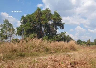 Spacious outdoor land with greenery and clear skies