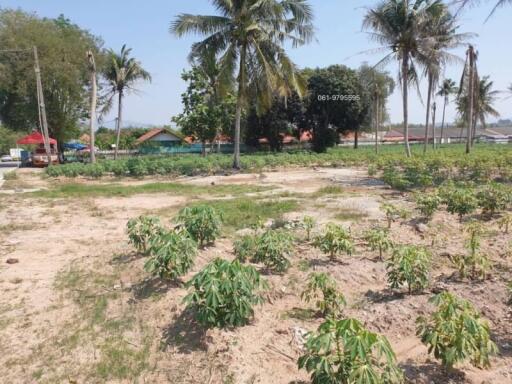 Vacant land with growing plants and palm trees under a clear sky