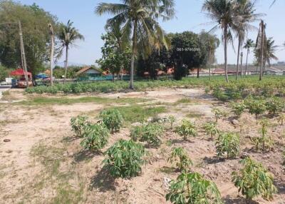 Vacant land with growing plants and palm trees under a clear sky
