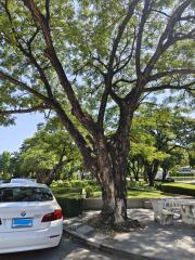 Shady outdoor area with a large tree and a white car parked nearby