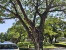 Shady outdoor area with a large tree and a white car parked nearby