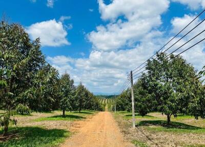 Rural dirt road through a lush orchard with clear blue sky