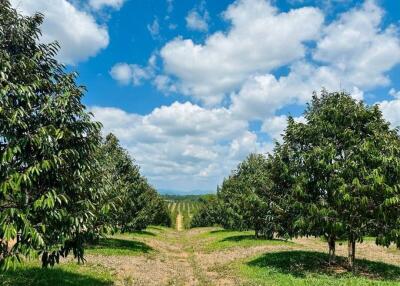 Lush green orchard under a clear blue sky
