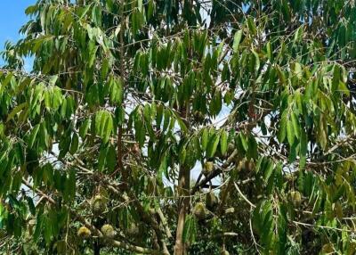 Mature tree in a sunny outdoor setting