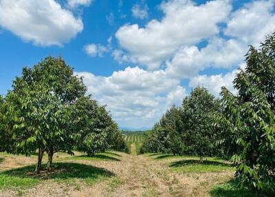 Scenic orchard with lush green trees under a blue sky