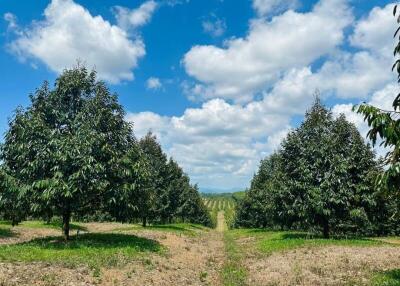 Spacious Orchard with Rows of Fruit Trees Under a Clear Blue Sky