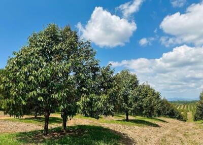 Lush orchard with rows of fruit trees under a clear blue sky